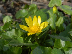 Ficaria verna