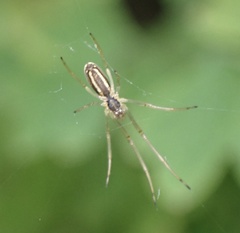 Tetragnatha pinicola