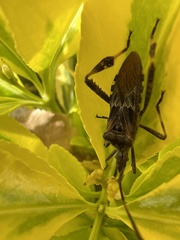 Leptoglossus occidentalis