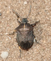 Rhacognathus punctatus