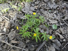 Anemonoides ranunculoides