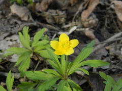 Anemonoides ranunculoides