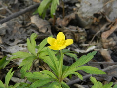 Anemonoides ranunculoides