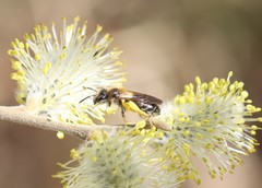Andrena ruficrus