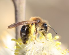 Andrena ruficrus