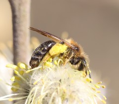 Andrena ruficrus