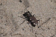 Cicindela soluta