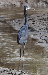 Egretta gularis