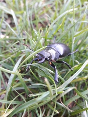 Lucanus placidus