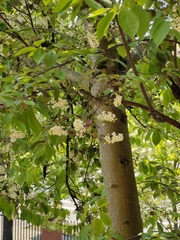 Prunus