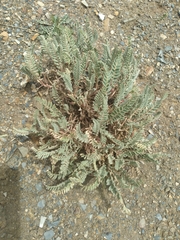 Astragalus garbancillo