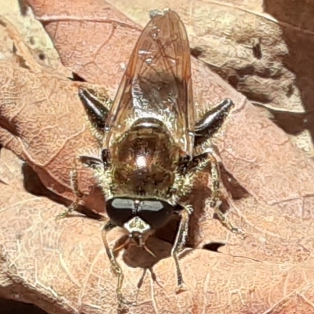 Eastern Catkin Fly photo 5