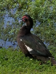 Cairina moschata domestica