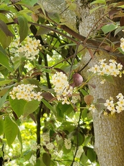 Prunus