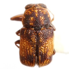 Pachybrachis impurus