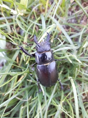 Lucanus placidus