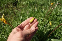 Tulipa sylvestris biebersteiniana