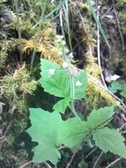 Tiarella trifoliata trifoliata