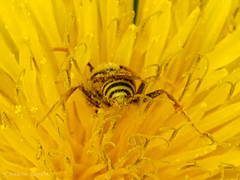 Nomada goodeniana