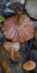 Laccaria laccata affinis