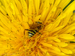 Nomada goodeniana