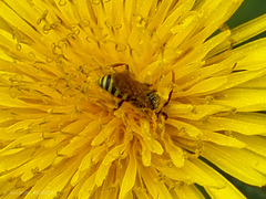 Nomada goodeniana