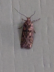 Hofmannophila pseudospretella