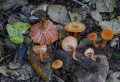 Laccaria laccata affinis