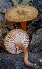 Laccaria laccata affinis