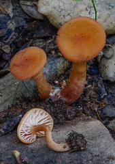 Laccaria laccata affinis