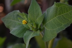 Sigesbeckia jorullensis