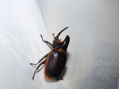 Heterogomphus schoenherri