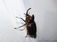 Heterogomphus schoenherri