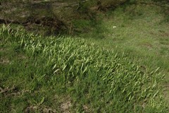 Tulipa sylvestris biebersteiniana