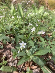 Claytonia caroliniana