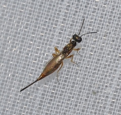 Eupelmus linearis