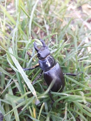Lucanus placidus