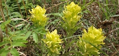 Castilleja citrina