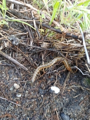 Scolopendra oraniensis