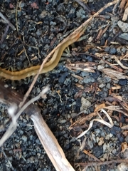 Scolopendra oraniensis