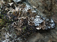 Peltigera lepidophora