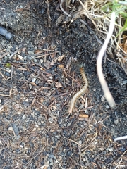 Scolopendra oraniensis