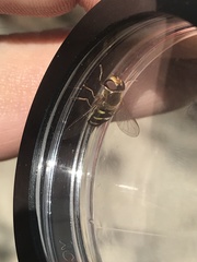 Lapposyrphus aberrantis