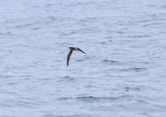 Pseudobulweria rostrata