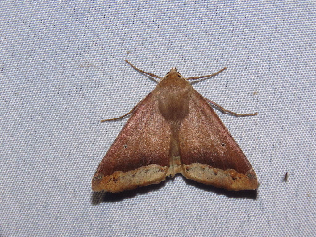 Bonatea indecisa