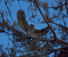 Bubo virginianus