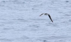 Pseudobulweria rostrata