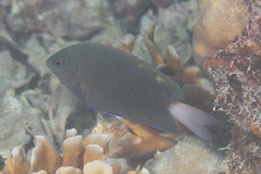 Pomacentrus burroughi