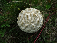 Calvatia sculpta