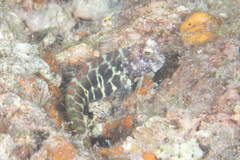 Salarias segmentatus